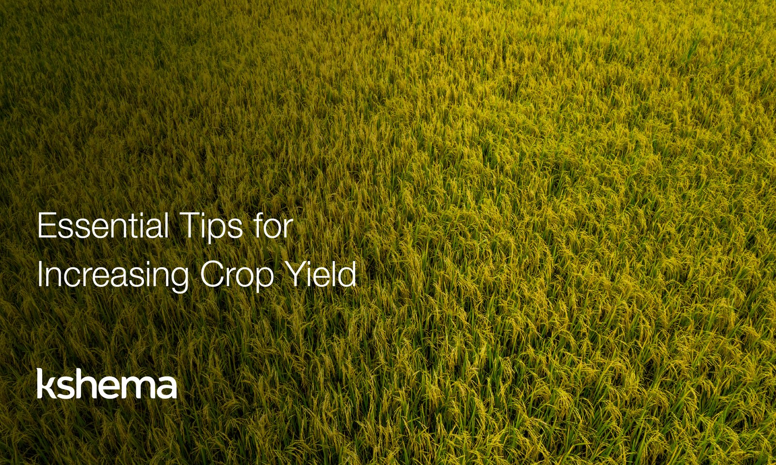 Farmers must use the modern agricultural techniques such as precision irrigation, pest control, and weather forecasting to optimize crop yield and ensure sustainable farming practices.