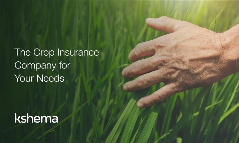 crop insurance company, crop insurance, crop insurance in India, Kshema,crop insurance company, crop insurance, crop insurance in India, Kshema,agriculture insurance,