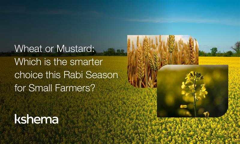 mustard is rabi or kharif Crop, Rabi Season, small farmers, wheat, mustard, rabi crops, wheat vs mustard, rabi crops MSP