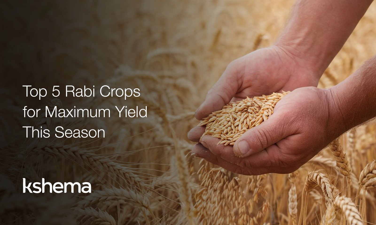 Rabi crops, best Rabi crops, winter farming India, high yield crops, MSP 2025, wheat cultivation, mustard farming, lentil benefits, chickpea farming, barley production