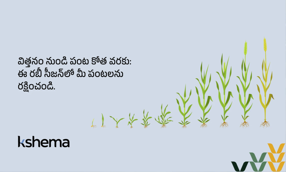 రబీ సీజన్ , రబీ పంటలు, రబీ సీజన్ సమయం, పంట బీమా ప్రయోజనాలు, రబీ వ్యవసాయం, క్షేమ పంట బీమా, రైతుల బీమా